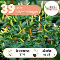 ราคา เมล็ดพริกขี้หนูสวน 39 บาท 150 เมล็ด (28721220654)