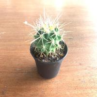 ราคา แคคตัส ถังทอง กระถาง 2” (6703431741)