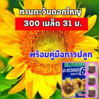 ราคา 300 เมล็ด เมล็ดดอกทานตะวันดอกใหญ่ แปซิฟิก อะควอร่า6 แบ่งขาย เมล็ดทานตะวันชมดอก เมล็ดดอกทานตะวัน (7631799974)