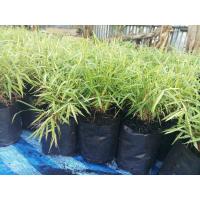 ราคา ต้นไผ่แมว ต้นไผ่เงิน หญ้าแมว พุ่มสวย ต้นแข็งแรง (10774047373)