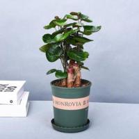 ราคา หม้อเงินการปลูกเงินตุงพรออกจากต้นเงินต้นเงินต้นไม้เงินต้นไม้เงิน (43250147873)