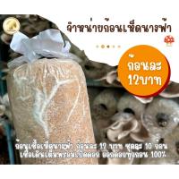 ราคา ก้อนเชื้อเห็ดนางฟ้า ก้อนละ 12 บาท ชุดละ 10 ก้อน เชื้อเดินเต็มพร้อมเปิดดอก ออกดอกทุกก้อน 100% (24629020541)