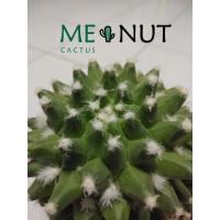 ราคา แมมมิลลาเรีย บูคาเรเลียนซิส 'อิรุซามุ' Mammillaria ฺbucareliensis Erusamu (10716247474)