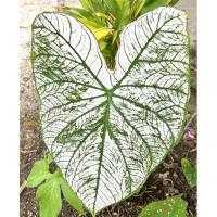 ราคา ต้นบอนอิเหนา บอนสีอิเหนา ปลูกในกระถาง 4” อิเหนาขาว % ต้นใหญ่กัดสีสวย (12719718182)