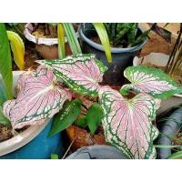 ราคา บอนสีฮกหลงฮกหลงฮกหลง (10057790228)