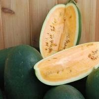 ราคา 10 เมล็ด เมล็ดพันธุ์ แตงโม แต่เต้าส่า แตงจีน มะเต้า Watermelon Seeds สายพันธุ์ Sweet Siberian (42172559595)