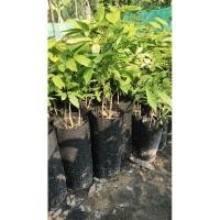 ราคา ต้นผักหวานป่าผักหวานสีทอง/ถุงใหญ่/ขนาดขายต้นสูง25-30เ๋ช็นติเมตรขึ้นไป/มีพี่เลี้ยงลำไย (23436962713)