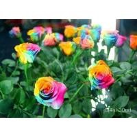 ราคา อินทรีย์็ด ใหม่็ด 30 ใหม่็ด ใหม่ กุหลาบ มินิ บอนไซ Rose Seeds ชุดเล็ก สีแฟนซี ชุดไม้แคระ นำเข้าจากต่างประเทศ พ (21677989226)