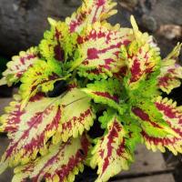 ราคา ต้นฤาษีผสม สีสวย (5283451376)