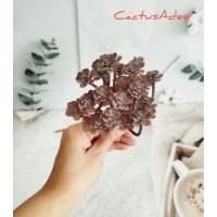 ราคา ไม้อวบน้ำ กุหลาบหินปลอมแบบไม่มีกระถาง ม่วง️ไม้อวบน้ำ กุหลาบหิน แคคตัส กระบองเพชร (24640455191)