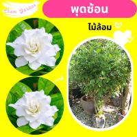 ราคา ต้นพุดซ้อน #พุดซ้อน #ไม้ล้อม ⛔️ทักแชทก่อนการสั่งซื้อ (28719613685)