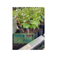 ราคา กิ่งองุ่นพันธุ์ นิ้วแม่มด ลูกรียาวเรียวสีดำ หวานกรอบไร้เมล็ด (23078504187)