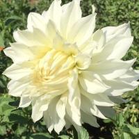 ราคา 1 หัว รักเร่ ดอกดาร์เลีย ดอกรักแรกพบ Dahlia สายพันธุ์ White Doitung (10916640302)