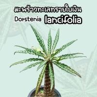 ราคา Dorstenia lancifolia มะพร้าวทะเลทรายใบเงิน (13635502810)
