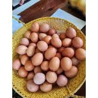 ราคา ไข่ไก่สดจากไก่สาวอารมณ์ดี ปลอดภัย ไร้สารพิษ คละไซต์ สดใหม่จากฟาร์มทุกวัน #ไข่ไก่ #ไข่ปลอดสาร #ไข่ไก่อารมณ์ดี (19793911322)