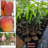 ราคา ต้นมะม่วงหงส์หลง หรือ มะม่วงมังกรแดง มะม่วงสายพันธุ์ไต้หวัน ต้นสูง 40-60 ซ.ม (29179425547)