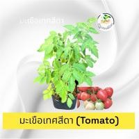 ราคา มะเขือเทศสีดา สวนครัว ( Tomato ) แข็งแรงทุกต้น พร้อมลงดิน ขนาดถุง 4*8 นิ้ว (42904821297)