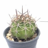 ราคา เมโลแคคตัส เมโลแคระ โลหนามแมงมุม กระบองเพชร (Melocactus Amoenus) M.matazanus M.violaceus M.violaces subs. margaritaceus (4988995252)