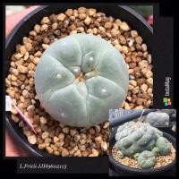 ราคา Lophophora Fricii JJH9602115 หน่อชำ (15172994070)