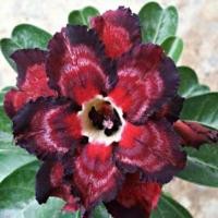 ราคา 4 เมล็ด ชวนชม สายพันธุ์ rose red สีแดง กุหลาบทะเลทราย Desert Rose Adenium Seeds ราชินีบอนไซ (22145951295)