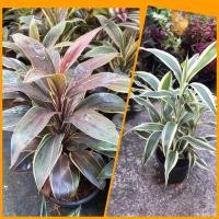 ราคา ☘️ต้นไผ่กวนอิมเงิน/ทอง/มหาลาภ(พันธุ์ใหม่หายากมาก) ไม้มงคลเรียกโชคลาภ เสริมวาสนาบารมี (8650668346)