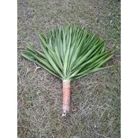 ราคา ต้นจันผาตัดออกจากต้นใหญ่ (40874923309)