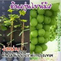 ราคา ต้นองุ่นไชน์มัสแคท หรือ องุ่นไซมัสคัส เป็นองุ่นที่แข็งแรงและโตเร็ว สามารถปลูกในสภาพอากาศร้อน (43602563866)