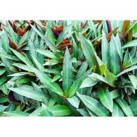 ราคา ว่านกาบหอย หรือ ว่านกาบหอยแครง พร้อมปลูกในถุงดำ ต้นละ 10 บาท (9011585516)