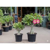 ราคา สวนชวนชม ต้นไม้ขนาดเล็ก ต้นไม้ชวนชม 2 ต้น (กระถาง 6 นิ้ว) (40421357206)