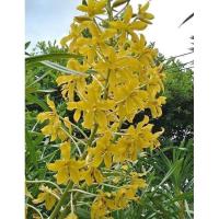 ราคา หางช้างเผือก ต้นสมบูรณ์ (10706692528)