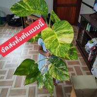 ราคา ต้นพลูด่างยักษ์ใบฉีกส่งทั้งต้น5-10ใบสูง80ซม.พลูด่างลายใบใหญ่,พลูฉีกด่าง,พลูด่าง,พลูด่างใบใหญ่ พลูด่างยักษ์ใบแฉก ใบด่าง (8817026700)