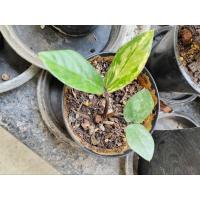 ราคา กวักมรกตด่าง​ กวักด่าง (25009665467)