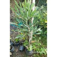 ราคา ต้นเหลืองปรีดียาธร ต้นเพาะเมล็ด สูง 1 เมตร (28918171200)