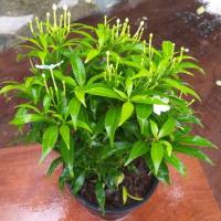 ราคา ต้นศุภโชค พุดศุภโชค ไม้มงคล กระถาง 6 นิ้ว (5037931007)