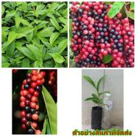 ราคา (6ต้น) (ขาย ต้นพันธุ์) ต้น เม่าหลวงภูพาน เฒ่า มะเม่า หลวงภูพาน เบนซ์ (6060820507)