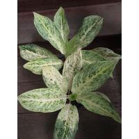 ราคา อโกลนีมา ชื่อ สุวรรณรัตนโกสินทร์ (15610615595)