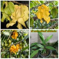 ราคา (1ต้น)(ขาย ต้นพันธุ์) ดอก ต้น ปาหนันช้าง ต้นปาหนันช้าง สีเหลือง ไม้ไทยดอกหอม (4896589518)