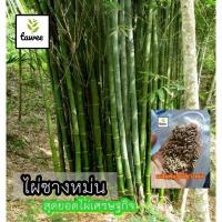 ราคา เมล็ดพันธุ์ไผ่ซางหม่น100เมล็ด 100บาท​ ไผ่​ซาง​หม่น​ (7781993389)