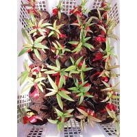 ราคา ต้นเทียนมหาลาภ ไม้มงคล กระถาง3นิ้ว พร้อมส่ง 1ต้นก็ส่งค่ะ (6759018500)