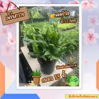 ราคา ต้นเฟิร์นฮาวาย เฟิร์นบอสตัน ต้นไม้ฟอกอากาศ ต้นไม้ เฟิร์น เฟิร์นฟอกอากาศ ไม้มงคล ต้นไม้จิ๋ว ไม้ประดับ (9591806695)