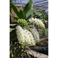 ราคา กล้วยไม้สกุลช้าง สวยๆ (26240264689)