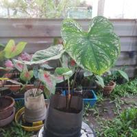 ราคา บอนสี​ อิเหนา​ อิเหนา (13136765857)