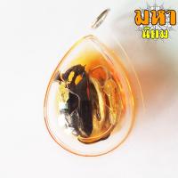 ราคา กระจับเงิน กระจับทอง พญาเล็บครุฑ ครูบาเดช กิตติญาโณ สำนักสงฆ์ป่าช้าบ้านใหม่รัตนโกสินทร์ จ.ลำปาง (16827952971)