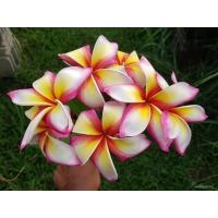 ราคา ต้นลีลาวดีสีชมพู สาลี5 (22037301889)