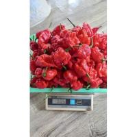 ราคา ผลพริกสดคาโรไลน์น่ารีปเปอร์เก็บเมล็ดเพาะต่อได้ ผล 100บาท Carolina reaper. (2760283261)