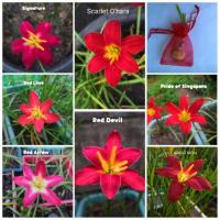 ราคา บัวดินชุดพิเศษ"สีแดง" (2761193126)