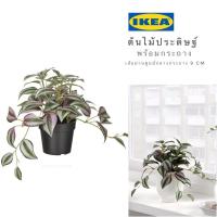 ราคา พร้อมส่งIKEA_FEJKA เฟคก้า ต้นไม้ปลอม ต้นไม้ประดิษฐ์ ไม้ประดิษฐ์ในกระถาง 9ซม. (9266638245)