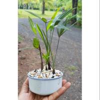 ราคา จั๋งแคระในกระถางเซรามิก (6344330037)