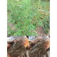 ราคา เมล็ดเอี๊ยะบ๋อเช่า สมุนไพรจีน (6981024937)