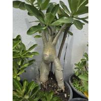 ราคา ชวนชมทรงสูง ดอกสีชมพูดอกเล็ก (26728119666)